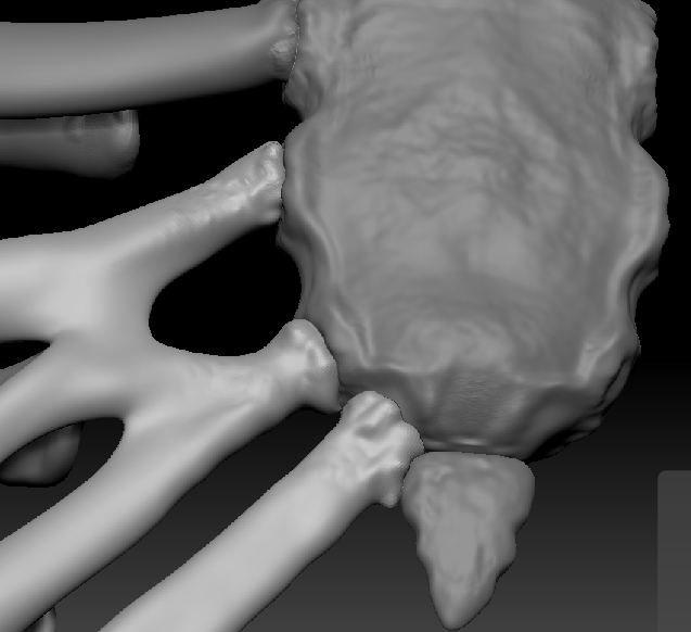 the thoracic bones taken to zbrush for sculpting
